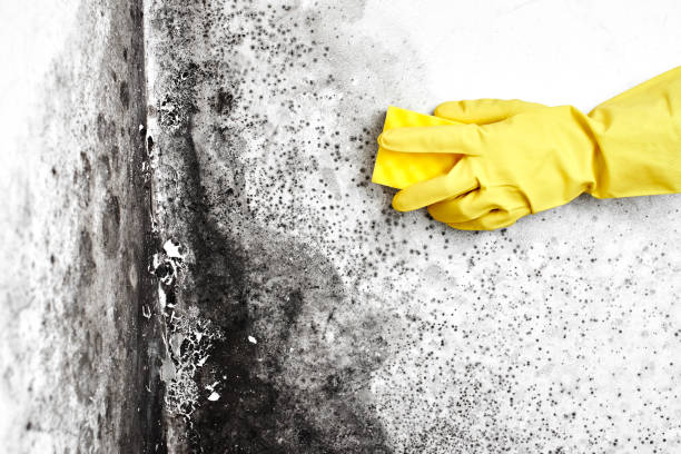 Best Fast Mold Removal  in Kelly Ridge, CA