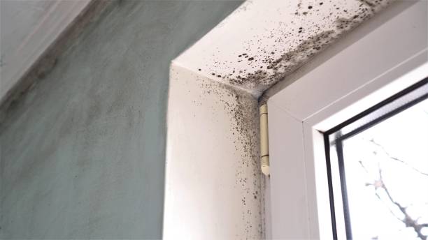 Best Mold Damage Repair  in Kelly Ridge, CA