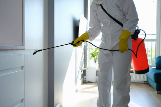 Best Affordable Mold Removal  in Kelly Ridge, CA