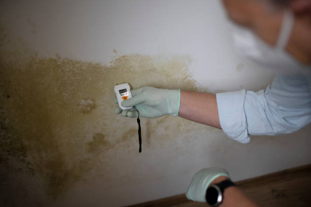 Best Toxic Mold Removal  in Kelly Ridge, CA