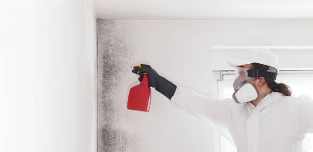 Attic Mold Removal in Kelly Ridge, CA