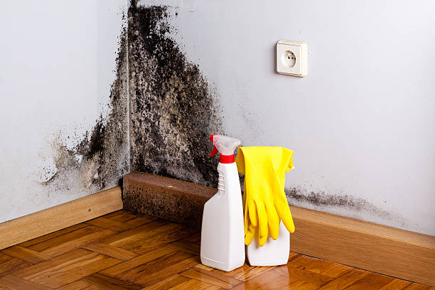 Best Attic Mold Removal  in Kelly Ridge, CA