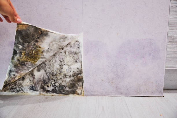Best Residential Mold Removal  in Kelly Ridge, CA